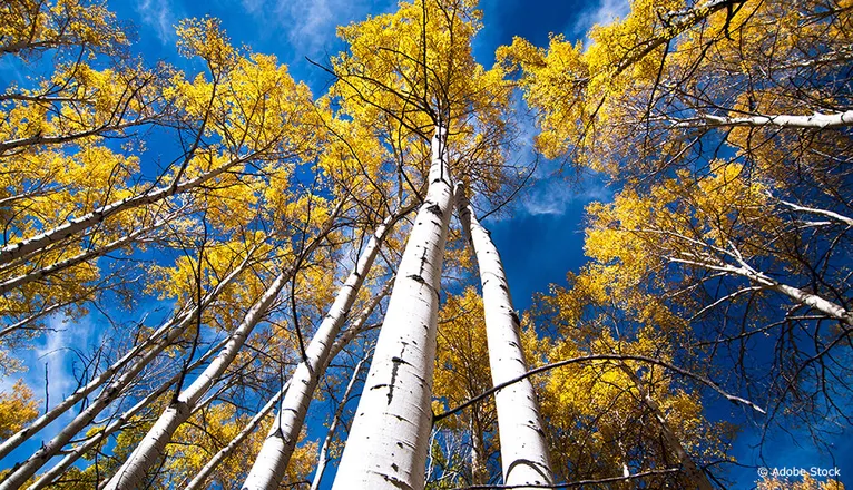 OnlyFans account  packagingbirch header 2