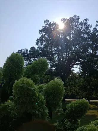 OnlyFans of thetreesknees