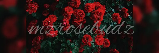 OnlyFans cuenta lovelysunflower header 2