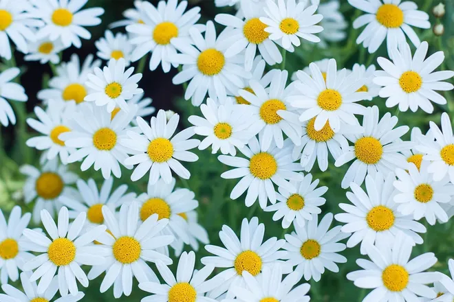 OnlyFans cuenta daisyspremiumfeet header 2