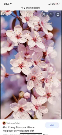 OnlyFans cuenta blissfulcherryblossom header 2