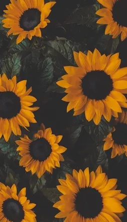 OnlyFans cuenta queenjanaee header 2
