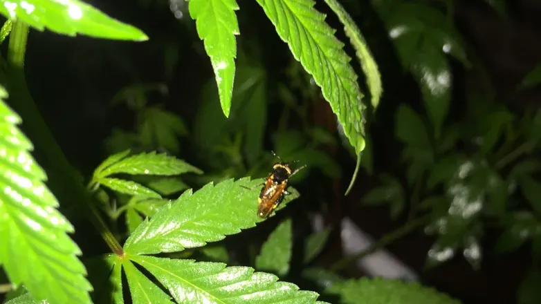 OnlyFans cuenta tangie_420 header 2