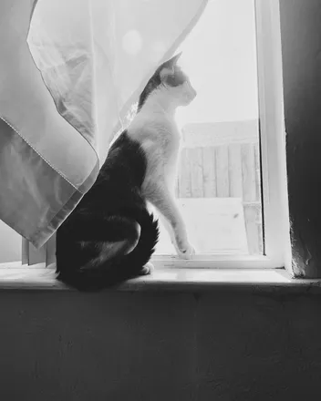 OnlyFans cuenta coconut.the.fat.cat header 2