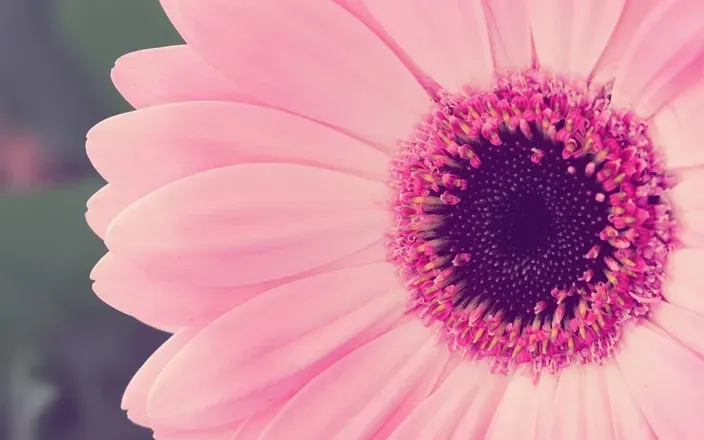 OnlyFans cuenta flordeotrosistema header 2