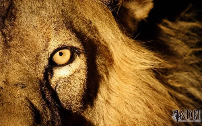 OnlyFans cuenta thelionsden_ avatar 1