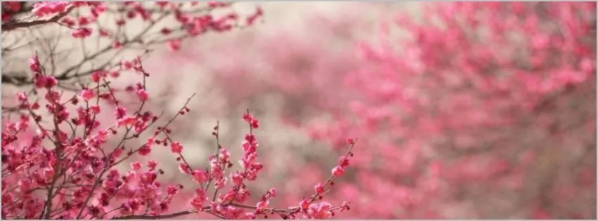 OnlyFans cuenta sakura_minx header 2