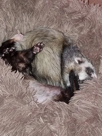 OnlyFans cuenta funnyferret header 2