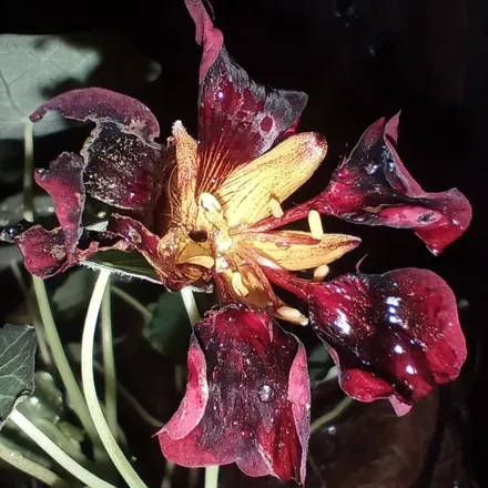 OnlyFans account  plantwhisperer header 2