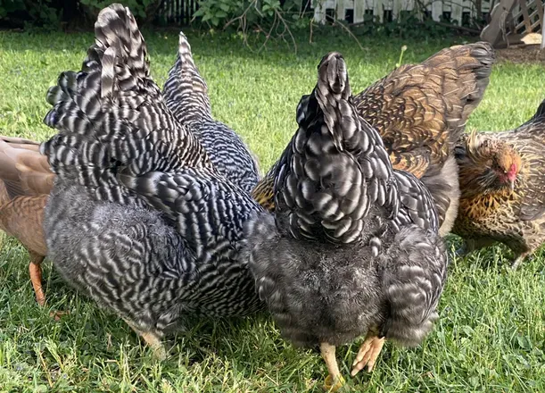 OnlyFans cuenta the.mr.chicken header 2