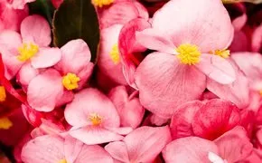 OnlyFans cuenta sweetbegonia header 2