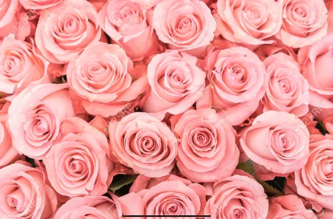OnlyFans cuenta rosebudblossom header 2